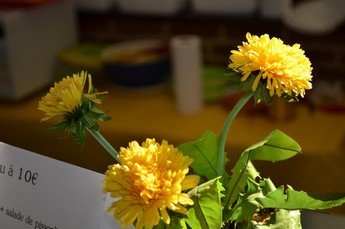 Malgr les geles printanires ,un pissenlit en fleur pour peut-etre une nouvelle bire...